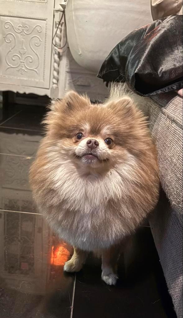 Pomeranian Pomeriaan Reu Lilac and Tan 2 Jaar, Dieren en Toebehoren, Honden | Poolhonden, Keeshonden en Oertypen, Reu, Keeshond