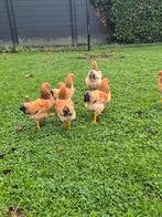 Wyandotte Colombia buff  haantjes, Dieren en Toebehoren, Pluimvee, Mannelijk, Kip