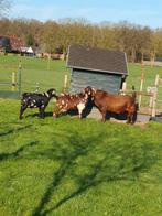 Fokkerij van boergeiten met maanvlekken, Dieren en Toebehoren, Schaap, Mannelijk