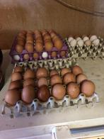 Broedeieren te koop marans, Geslacht onbekend, Kip