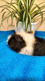 2 leuke jonge Lunkarya caviabeertjes, Dieren en Toebehoren, Knaagdieren, Cavia, Mannelijk, Tam, September