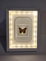 Vlinder in lijst, Ophalen of Verzenden, Overige typen