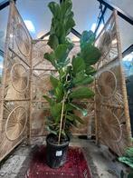 Ficus Lyrata – XXL 220cm, Ophalen, Ficus, Volle zon, 200 cm of meer