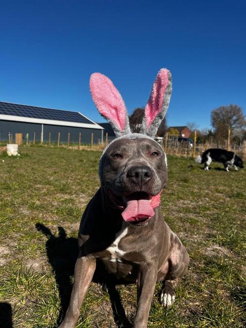 2 Amerikaanse Staffords, Dieren en Toebehoren, Honden | Bulldogs, Pinschers en Molossers, Meerdere dieren, Overige rassen, Particulier