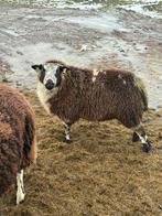 Bonte ram, Mannelijk