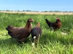 Jonge tamme Welsumer kriel kippen gesekst en ingeënt, Dieren en Toebehoren, Pluimvee, Vrouwelijk, Kip