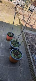 Vijgenboompje in pot, Ophalen of Verzenden, Minder dan 100 cm, In pot