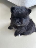 Pomriaan pup (teefje), Dieren en Toebehoren, Overige rassen, 8 tot 15 weken, Teef, Eén hond