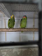 Koppel papegaai Venezuela amazone Geelwang amazone, Dieren en Toebehoren, Meerdere dieren, Parkiet