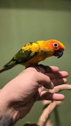 Jonge nieuwsgierige zonparkiet, Dieren en Toebehoren, Vogels | Parkieten en Papegaaien, Meerdere dieren, Papegaai, Geringd