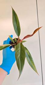 Philodendron caramel marble baby, Huis en Inrichting, Kamerplanten, Ophalen of Verzenden, Halfschaduw, Minder dan 100 cm