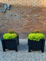 Bloembakken, Ophalen, Minder dan 60 cm, Nieuw, Rechthoekig