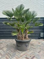 Trachycarpus Wagnerianus Multistam Palmboom, Tuin en Terras, Planten | Bomen, Ophalen, Palmboom