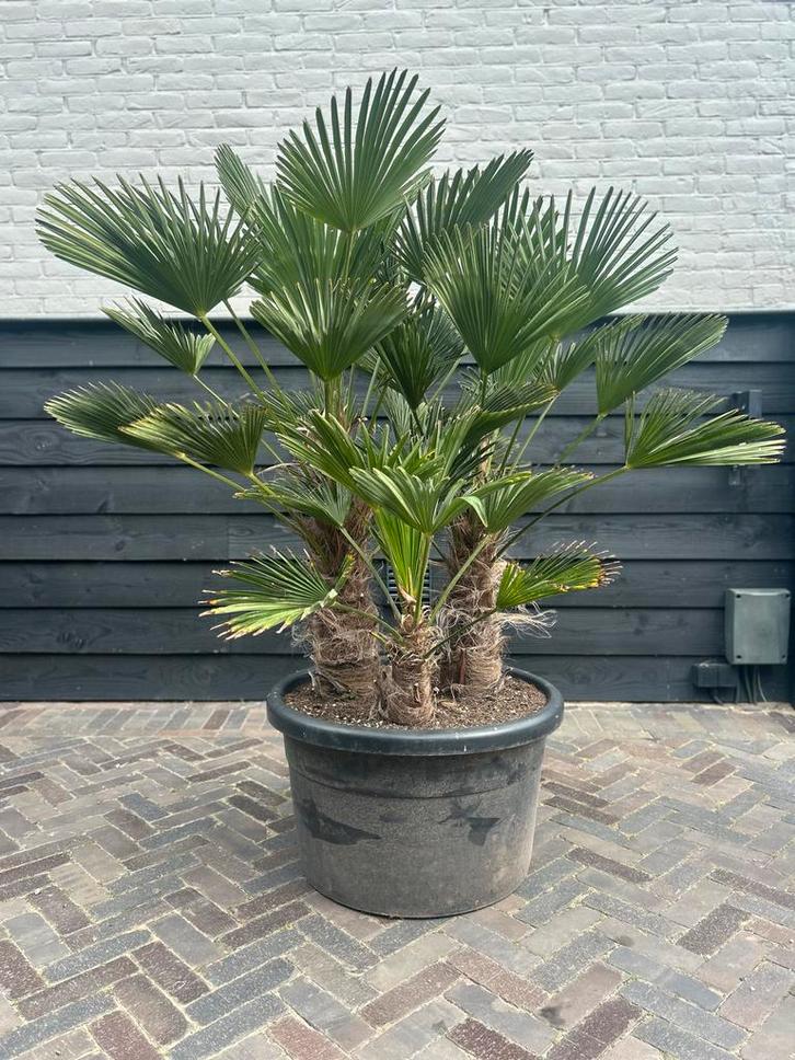 Trachycarpus Wagnerianus Multistam Palmboom, Tuin en Terras, Planten | Bomen, Palmboom, Ophalen