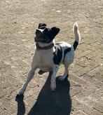 🐶Ter dekking aangeboden prachtige Boerenfox reu🐶, Dieren en Toebehoren, Honden | Dekreuen, Rabiës (hondsdolheid), Reu, Eén hond
