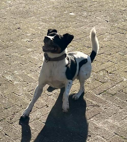 🐶Ter dekking aangeboden prachtige Boerenfox reu🐶, Dieren en Toebehoren, Honden | Dekreuen, Reu, Particulier, Eén hond, Nederland