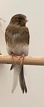Te koop twee harlekijn kanaries mannen, Dieren en Toebehoren, Vogels | Kanaries, Mannelijk, Kleurkanarie