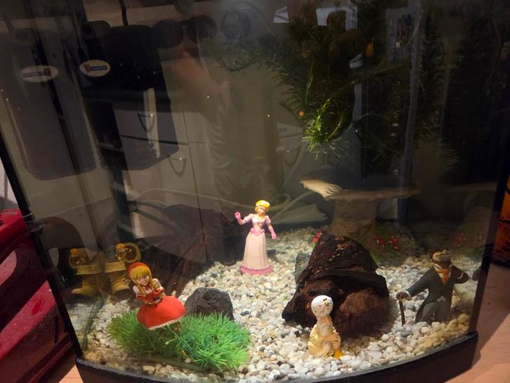 Visjes gezocht voor mijn aquarium, Dieren en Toebehoren, Vissen | Aquaria en Toebehoren, Zo goed als nieuw, Gevuld zoetwateraquarium