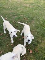 Te koop: 2 Turkse herderpups (Kangal/Akbaş) – 13 weken oud, Meerdere, Herder, Nederland, Particulier
