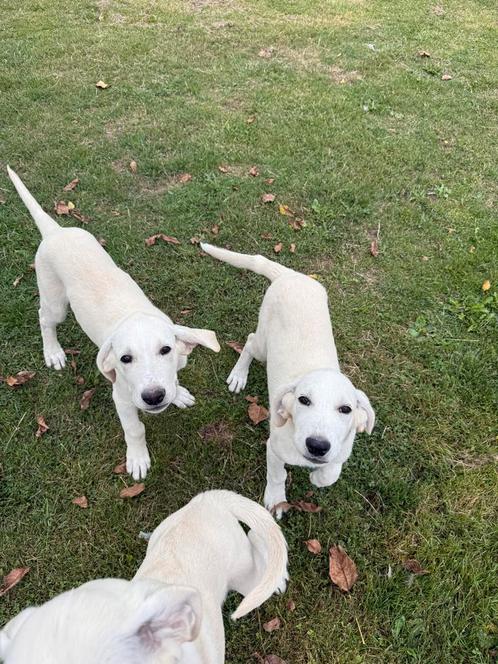 Te koop: 2 Turkse herderpups (Kangal/Akbaş) – 13 weken oud, Dieren en Toebehoren, Honden | Herdershonden en Veedrijvers, Herder
