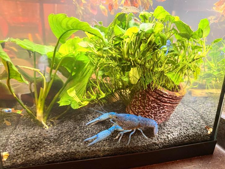 Blauwe Florida kreeft, Dieren en Toebehoren, Vissen | Aquariumvissen, Vis