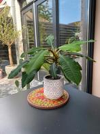 Madagascar Jewel, Tuin en Terras, Planten | Bomen, Ophalen, Overige soorten, Minder dan 100 cm