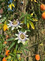 Passiebloem stekjes geeft ook mooie passievruchten, Ophalen, Voorjaar, Volle zon, Zaad