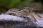 Jonge Dwergkreeftjes Cambarellus Diminutus  nu 2 voor €5, Dieren en Toebehoren, Vissen | Aquariumvissen, Vis
