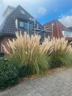 Gratis 2 enorme Pampus gras planten. Zelf uitgraven!, Tuin en Terras, Planten | Bomen, Ophalen, Volle zon, Overige soorten