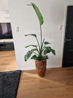 Schelpenvaas 65 hoog met sterzelia, Huis en Inrichting, Woonaccessoires | Vazen, Ophalen, Overige kleuren, Glas