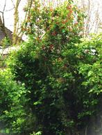 Boompje kamperfoelie rood paars bloemen rode bessen 7jr., Zomer, Overige soorten, Volle zon, 250 tot 400 cm