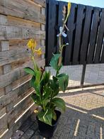 Canna cleopatra, Ophalen, Overige soorten, Volle zon