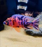 MALAWI CICHLIDEN TE KOOP!!! BEZORGING MOGELIJK, Dieren en Toebehoren, Vissen | Aquariumvissen, Zoetwatervis, Schoolvis, Vis