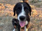 Sterke, lieve Homie zoekt zijn forever home!, Dieren en Toebehoren, Honden | Niet-rashonden, Particulier, Rabiës (hondsdolheid)