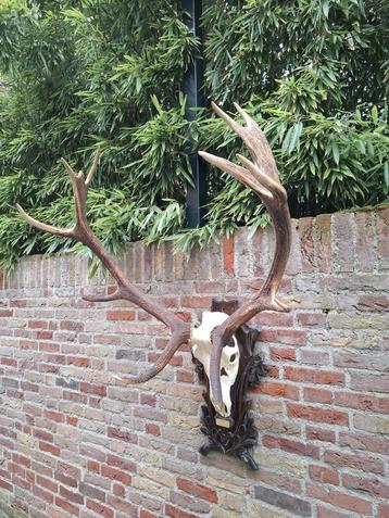 Schedel edelhert xxl gewei jacht opgezette hert taxidermy  beschikbaar voor biedingen
