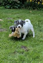 Kruising pups, 8 tot 15 weken, Meerdere, Meerdere dieren, Klein