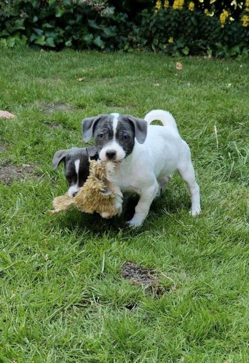 Kruising pups, Dieren en Toebehoren, Honden | Niet-rashonden, Klein, Meerdere dieren, Fokker | Hobbymatig, Meerdere, Nederland