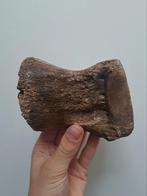 Metapode mammoet juveniel, Verzamelen, Mineralen en Fossielen, Ophalen of Verzenden, Fossiel