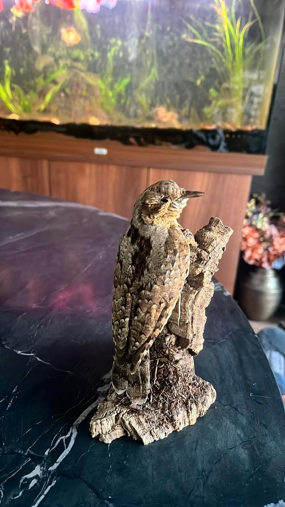 Zeldzame draaihals vogel opgezet, Antiek en Kunst, Curiosa en Brocante, Ophalen