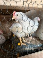 Leghorn haan, Dieren en Toebehoren, Pluimvee