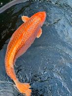 Kin matsuba koi karper 75 cm, Dieren en Toebehoren, Vissen | Vijvervissen, Karper of Koi