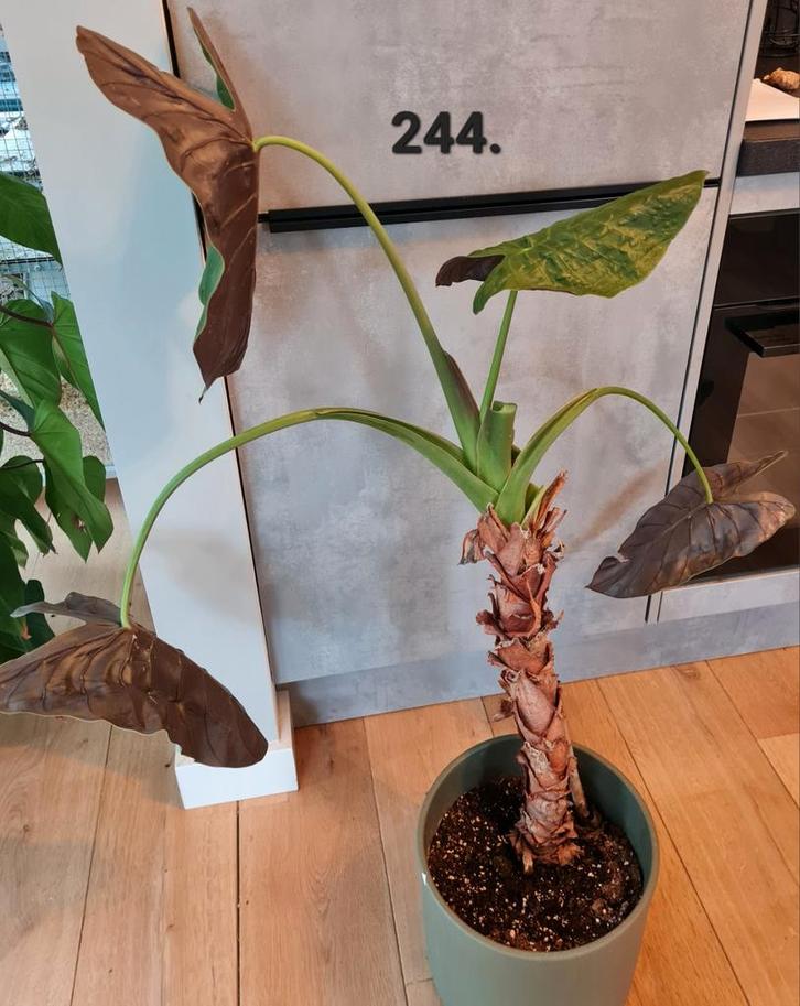 Alocasia wentii - Olifantsoor, Huis en Inrichting, Kamerplanten, 100 tot 150 cm, Ophalen