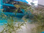 Guppy mix gratis ophalen., Dieren en Toebehoren, Ophalen, Zo goed als nieuw