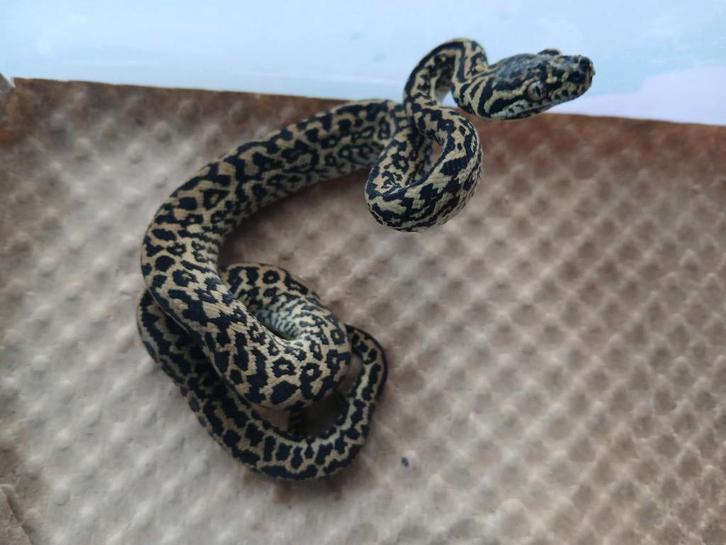 1.0 Morelia spilota cheynei ocelot zebra nk25