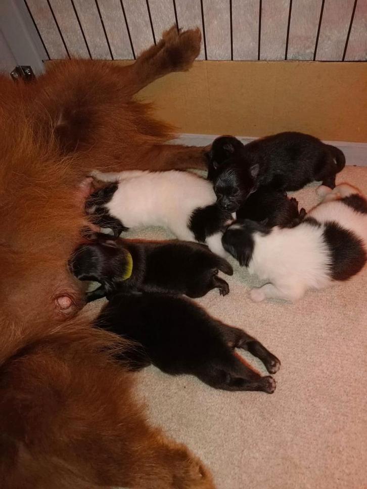 Mooie 100% pomeriaan bearface pups beschikbaar, Dieren en Toebehoren, Honden | Poolhonden, Keeshonden en Oertypen, Meerdere dieren