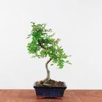 Bonsai ulmus 'chinese iep', Tuin en Terras, Bloeit niet, Halfschaduw, Minder dan 100 cm, Overige soorten