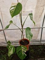 Monstera Deliciosa Albo Variegata kamerplant #8, Huis en Inrichting, Kamerplanten, Ophalen, Halfschaduw, Minder dan 100 cm