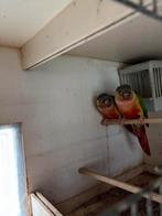 Pyrrhura molinea, mannen uit 2024 met certificaat, Mannelijk, Parkiet, Geringd