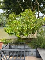 Australische laurier, Tuin en Terras, Planten | Bomen, Ophalen of Verzenden, Halfschaduw, Overige soorten