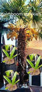 Palmboom waaierpalm stekkies 5 euro!!Trachycarpus Fortunei, Tuin en Terras, Planten | Tuinplanten, Overige soorten, Volle zon